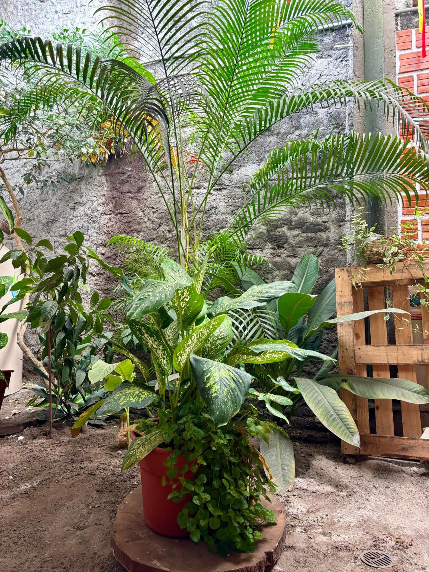Hospedaje Casa Amazonica Iquitos Eksteriør bilde